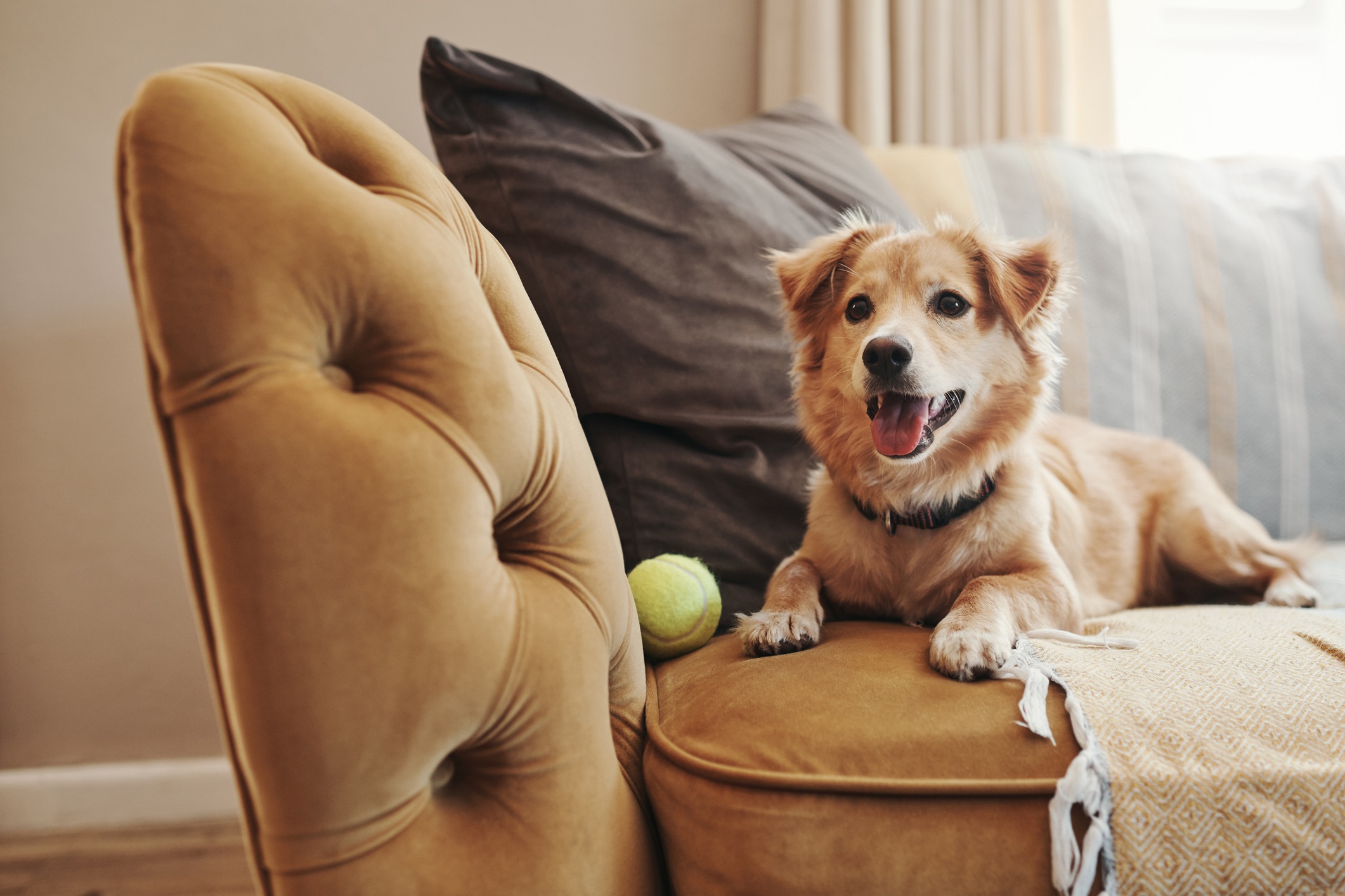 Dog sitting on a white couch